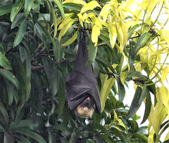 Pteropus seychellensis comorensis