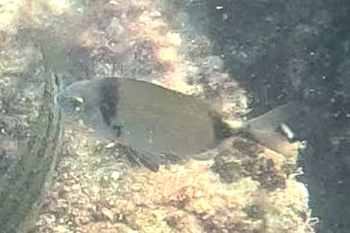 Common Two-banded Seabream