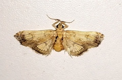 Euleucinodes