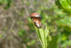 Calligrapha spiraeae
