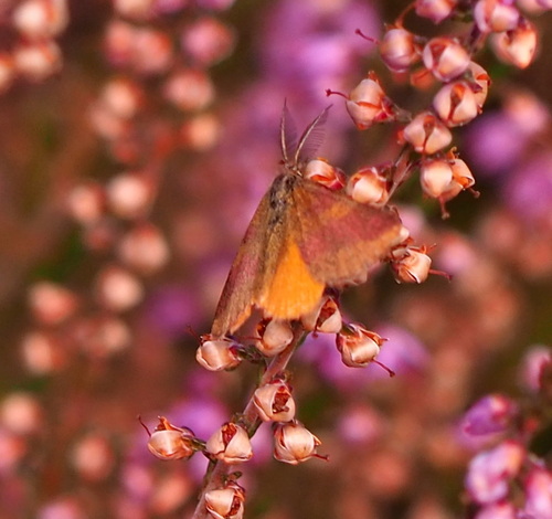 Lythria cruentaria