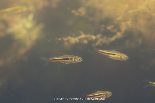 Somphongs's Rasbora