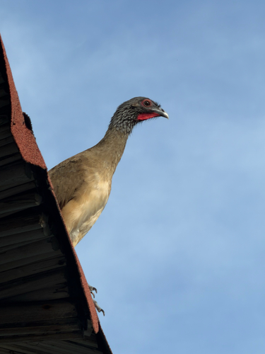 West Mexican Chachalaca (Ortalis poliocephala)