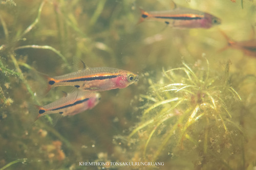 Least rasbora