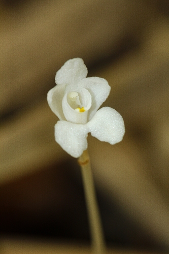 Didymoplexis pallens observed 2026-09-05