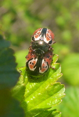Calligrapha spiraeae