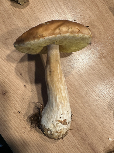 King Bolete