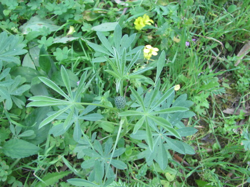 Lupinus luteus, photograph 6