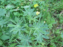 Lupinus luteus, photograph (c) zebedeugalinha, some rights reserved (CC BY)