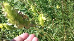 Rhinanthus serotinus