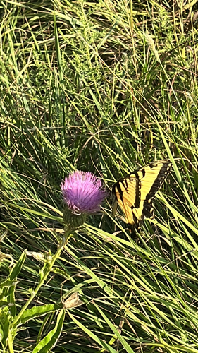 Eastern Tiger Swallowtail