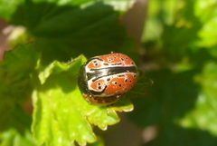 Calligrapha spiraeae