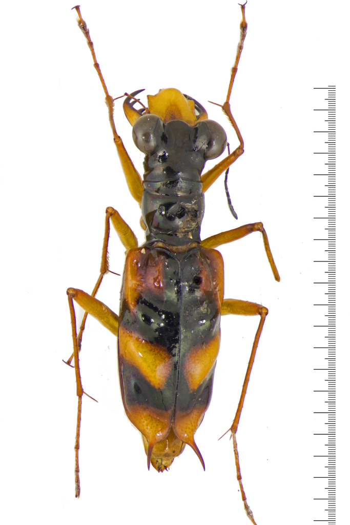 Therates spectabilis