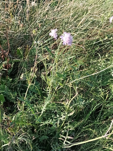 Field Scabious