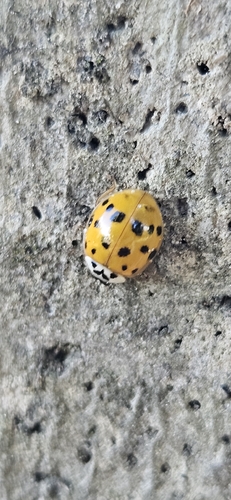 Asian Lady Beetle