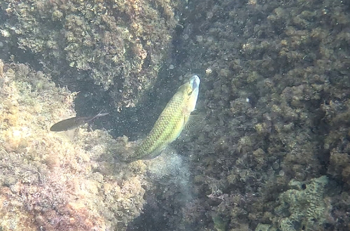 East Atlantic Peacock Wrasse