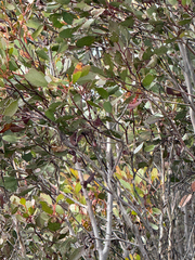 Eucalyptus platypus, photograph (c) Tyler Anthony, some rights reserved (CC BY)