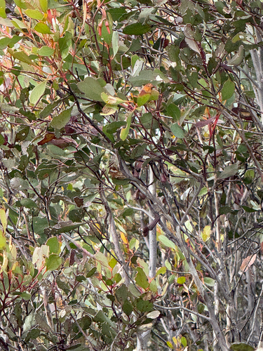 Eucalyptus platypus, photograph 3