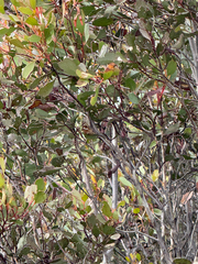 Eucalyptus platypus, photograph (c) Tyler Anthony, some rights reserved (CC BY)