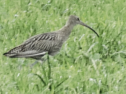 Eurasian Curlew
