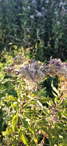 hemp agrimony