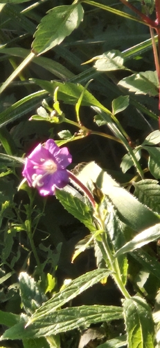 Great Willowherb