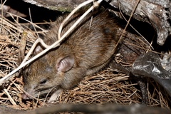 Neotoma floridana