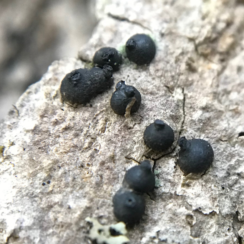 Navicella