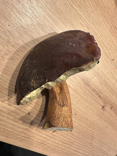 Bay Bolete