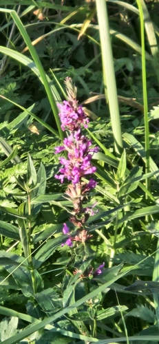 purple loosestrife