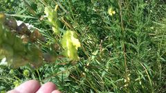 Rhinanthus serotinus