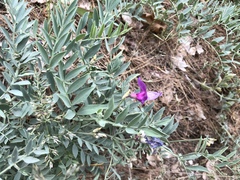 Lathyrus brachycalyx