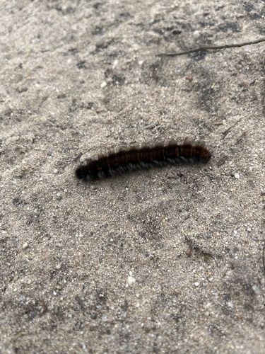 Fox Moth