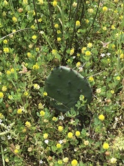 Opuntia cespitosa