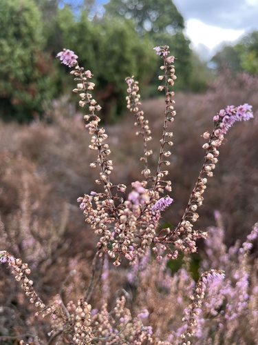 common heather