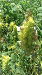 Rhinanthus serotinus