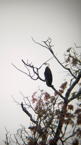 iNaturalist image