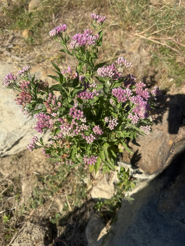 marsh fleabane