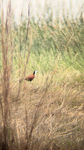 iNaturalist: (c) V B, some rights reserved (CC BY-NC), uploaded by V B iNaturalist image
