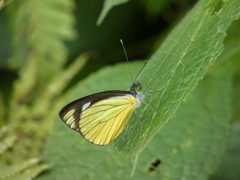 Leptophobia caesia tenuicornis
