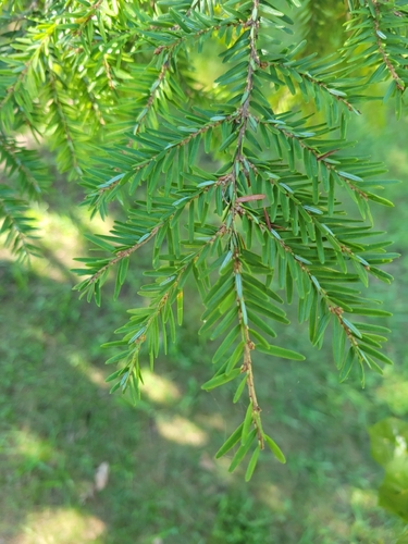 eastern hemlock