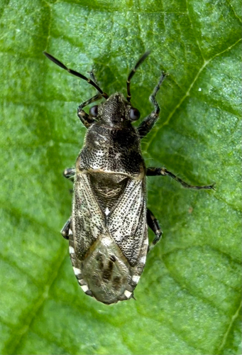 Nettle ground bug