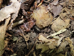 Tarpela micans
