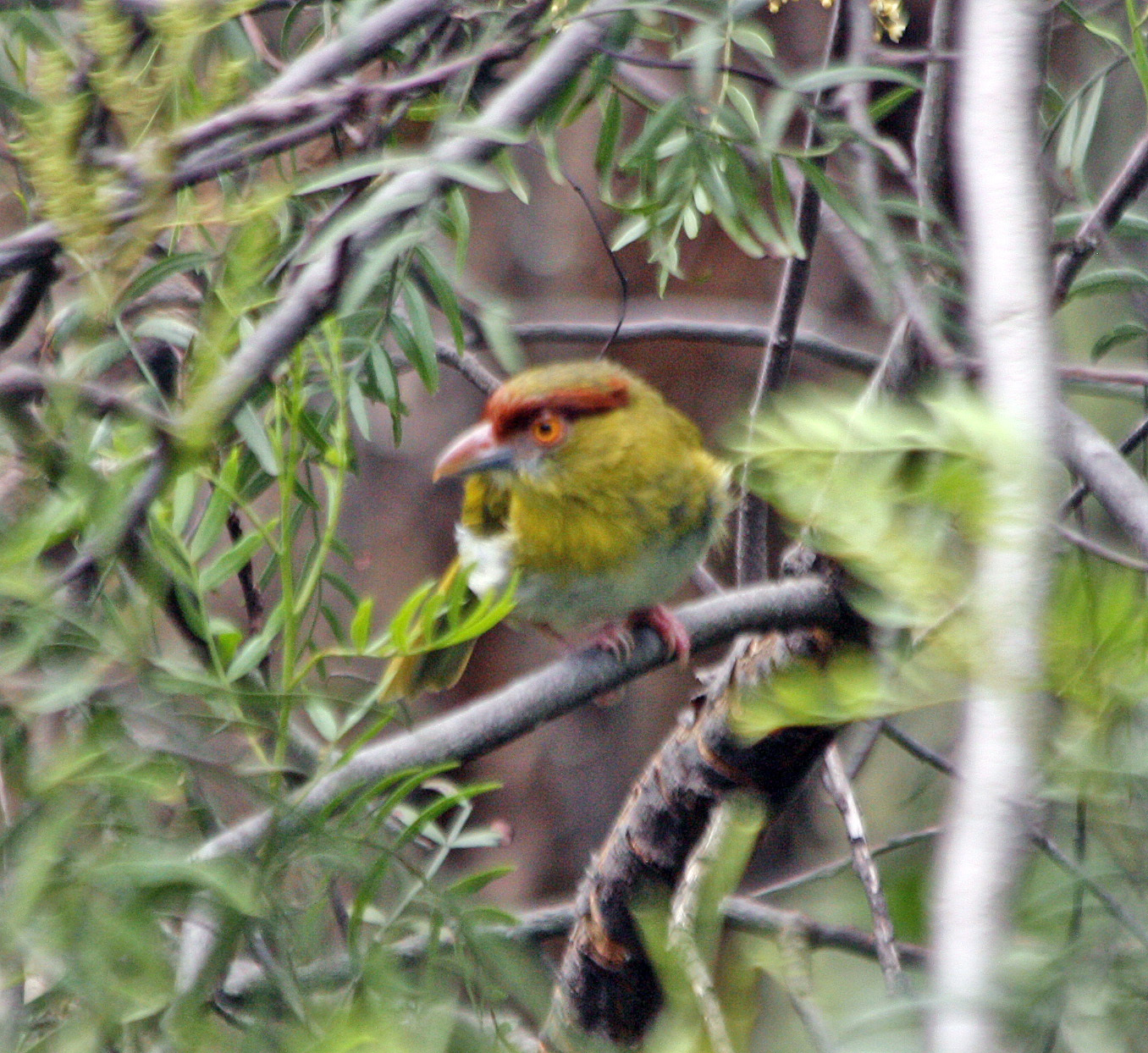 Cyclarhis gujanensis image