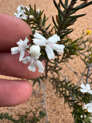 Westringia rigida