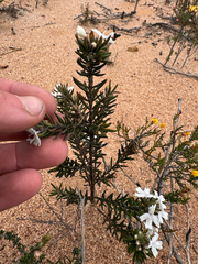 Westringia rigida, photograph (c) Tyler Anthony, some rights reserved (CC BY)