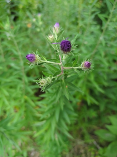 New England aster