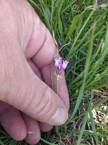 Plains onion (Allium perdulce)