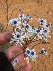 Smokebush (Conospermum brownii)