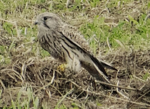 Eurasian Kestrel
